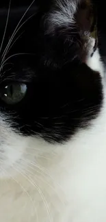 Close-up of a black and white cat with green eyes in a mobile wallpaper.