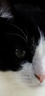 Close-up of an elegant black and white cat with green eyes.