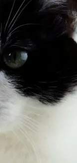 Close-up of a black and white cat with green eyes, perfect for mobile wallpaper.