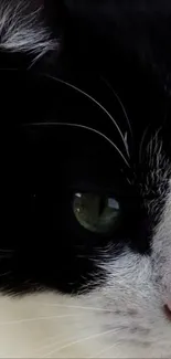 Close-up of a black and white cat's eye and fur, elegant wallpaper.