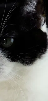 Close-up of a black and white cat with striking green eyes.