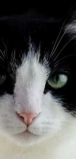 Close-up of a black and white cat face with striking green eyes.