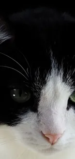 Close-up of a black and white cat with striking green eyes.