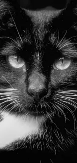 Close-up of a black and white cat with striking eyes.