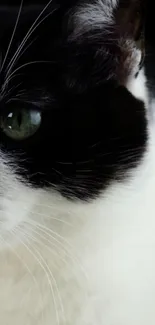 Close-up of a black and white cat with striking green eyes.