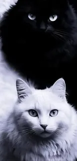 Black and white cats elegantly posed.