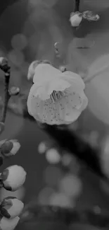 Black and white floral wallpaper with delicate blossoms.