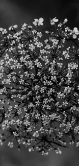 Black and white floral mobile wallpaper, intricate flower design.