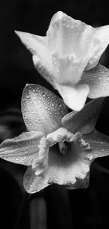 Black and white daffodils with dewdrops in an elegant setting.