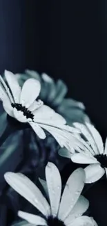 Black and white daisy flowers with dewdrops, in a monochrome theme.