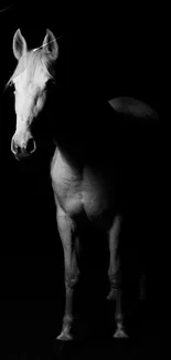 Elegant black and white horse in shadow, artistic mobile wallpaper.