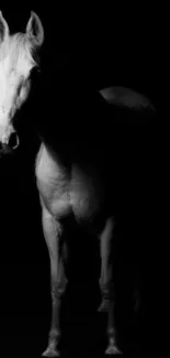 Black and white image of an elegant horse on a dark background.