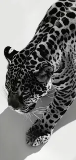 Black and white leopard striding elegantly.