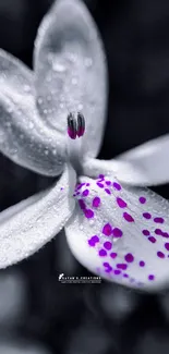 Black and white orchid with purple spots and dew drops in artistic style.