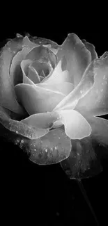 Black and white rose wallpaper, elegant and detailed for mobile backgrounds.