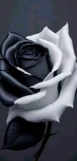 Black and white rose wallpaper with minimalist design.