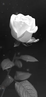 Elegant black and white rose on dark background.