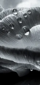 Black and white rose with dewdrops in a close-up view.