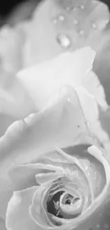 Black and white rose with dew drops on petals in a close-up shot.