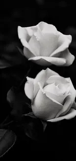 Elegant black and white roses on dark background wallpaper.