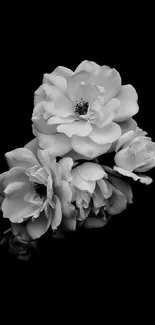 Monochrome roses on a black background.