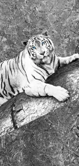 Black and white wallpaper featuring a tiger lounging on a log.