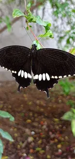 Elegant black butterfly resting on green leaves in a natural setting.