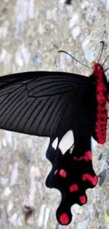 Elegant black butterfly with red accents on a natural background.