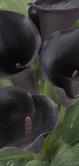 Elegant black calla lilies with lush green leaves in striking mobile wallpaper.