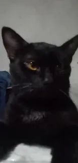 Elegant black cat resting on a table in a cozy room.