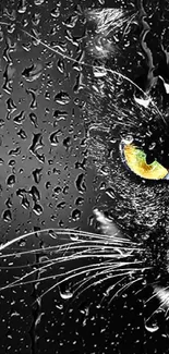 Sleek black cat with glowing yellow eyes on a dark background wallpaper.