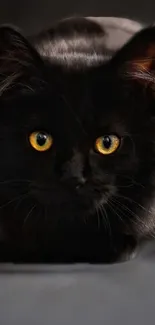 Close-up of a black cat with striking golden eyes.