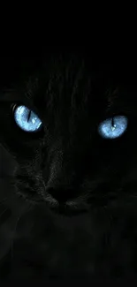 Black cat with striking blue eyes in a dark themed wallpaper.