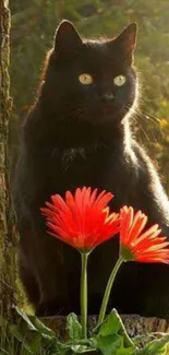 Black cat with red flowers in sunlit nature background.