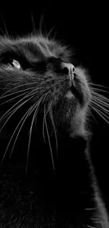 Elegant black cat in dramatic monochrome tones, gazing upwards.