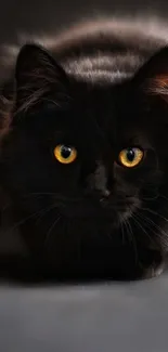 Black cat with yellow eyes on a dark background