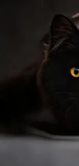 Black cat with a piercing yellow eye on a dark background.