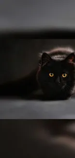 Elegant black cat with golden eyes in dark background.