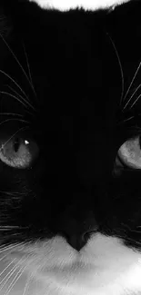 Striking black and white cat wallpaper with intense eyes.