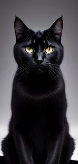 Sleek black cat with golden eyes on a gradient background.