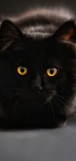 Close-up of a black cat with yellow eyes, perfect for wallpaper.