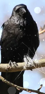 Black crow perched on a tree branch mobile wallpaper.