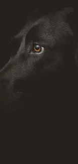 Elegant black dog portrait with intense gaze on a dark background.