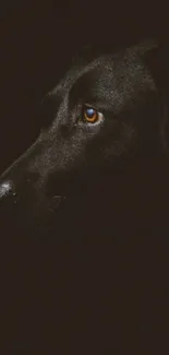 Elegant black dog portrait with intense gaze on dark background.