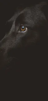 Close-up of a black Labrador dog's face against a dark background.