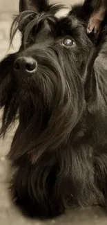 Elegant Scottish Terrier dog in black, gazing upwards with long fur.