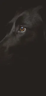 Silhouette of a black dog with an expressive eye and dark background.