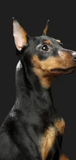 Elegant Doberman profile on a dark background wallpaper.