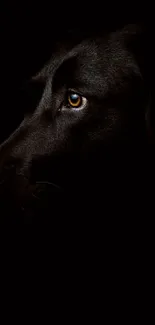 Close-up of a black dog's face with a dark background.