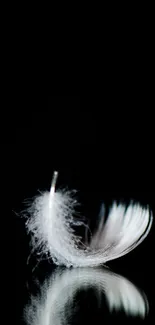 A delicate white feather with a black reflective background.